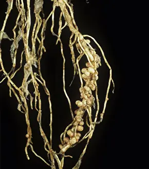 Fixation: Rhizobium root nodules on field bean