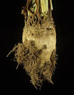 Beet: Rhizomania on Sugar Beet