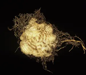 Beet: Rhizomania on Sugarbeet