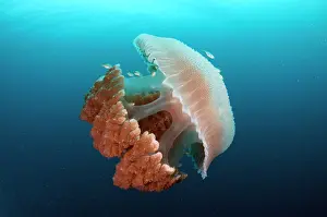 Jelly: Rhizostome Jellyfish