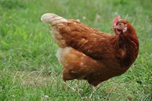 Rhode: Rhode Island Red Chicken