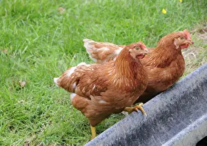 Rhode: Rhode Island Red Chickens