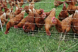 Rhode: Rhode Island Red Chickens
