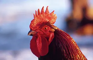 Rhode: Rhode Island Red Cock (Gallus domesticus)
