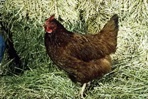 Bred: Rhode Island Red hen