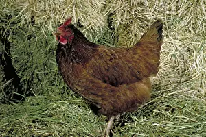 Farmyards: Rhode Island red hen