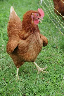 Rhode: Rhode Island Red Rooster