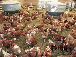 Gallus: Rhode Island Reds