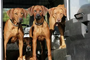 Landrover: Rhodeaian Ridgeback dogs in a Landrover