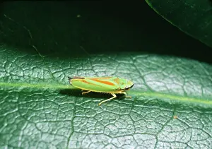 Coccinea: Rhodedendron Leaf-hopper - Introduced species
