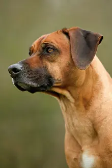 Ridgeback: Rhodesian Ridgeback