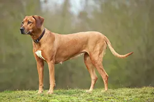 Wheaten: Rhodesian Ridgeback