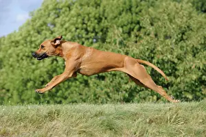 Bitches: Rhodesian Ridgeback bitch jumping