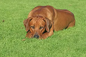 Bored: Rhodesian Ridgeback (Canis lupus f. familiaris)