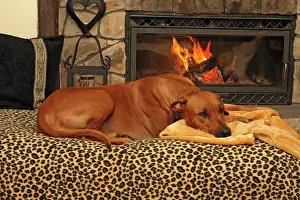 Fires: Rhodesian Ridgeback (Canis lupus f. familiaris)