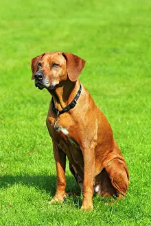 Singly: Rhodesian Ridgeback (Canis lupus familiaris), female