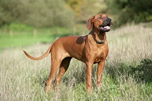 Ridgebacks: Rhodesian Ridgeback dog