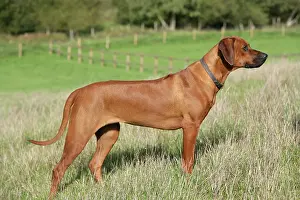 Ridgebacks: Rhodesian Ridgeback dog