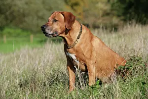 Ridgebacks: Rhodesian Ridgeback dog
