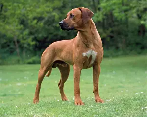 Wheaten: Rhodesian Ridgeback Dog
