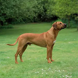 Wheaten: Rhodesian Ridgeback Dog