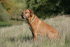 Ridgebacks: Rhodesian Ridgeback dog