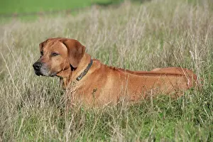 Ridgebacks: Rhodesian Ridgeback dog