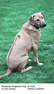 Ridgeback: Rhodesian Ridgeback Dog