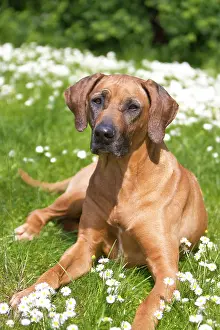Bitches: Rhodesian Ridgeback dog lying on a meadow