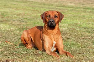 Wiese: Rhodesian Ridgeback dog lying on a meadow
