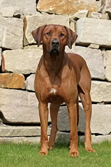 Ridgeback: Rhodesian Ridgeback dog, male, standing on lawn