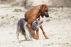 Differently: Rhodesian Ridgeback dog playing with a Briard mongrel