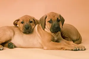 Wheaten: Rhodesian Ridgeback Dog - puppies
