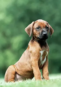 Ridgebacks: Rhodesian Ridgeback Dog - puppy