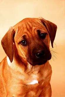 Ridgeback: Rhodesian Ridgeback DOG - puppy