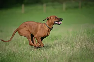 Ridgebacks: Rhodesian Ridgeback dog running