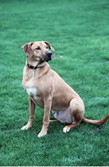 Collar: Rhodesian Ridgeback Dog wearing ID collar - sitting