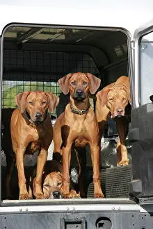 Landrover: Rhodesian Ridgeback dogs in a Landrover / car boot