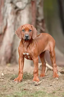 Ridgeback: Rhodesian Ridgeback domestic dog (Canis lupus familiaris)