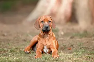 Ridgeback: Rhodesian Ridgeback domestic dog (Canis lupus familiaris)