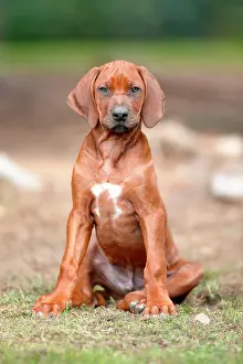 Ridgeback: Rhodesian ridgeback domestic dog (Canis lupus familiaris)