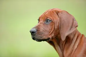 Ridgeback: Rhodesian Ridgeback domestic dog (Canis lupus familiaris)