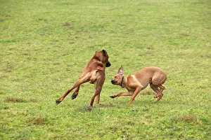 Wheaten: Rhodesian Ridgeback - two fighting / playing with