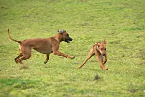 Wheaten: Rhodesian Ridgeback - two fighting / playing with