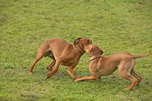 Wheaten: Rhodesian Ridgeback - two fighting / playing