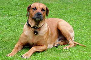 Ridgeback: Rhodesian Ridgeback also know as African lion dog