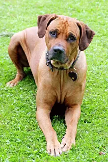 Ridgeback: Rhodesian Ridgeback also known as African lion dog