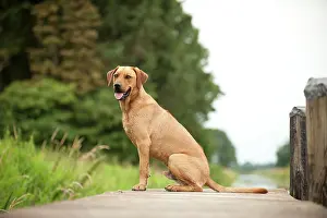Ridgeback: Rhodesian Ridgeback mixed breed dog lying on a dock