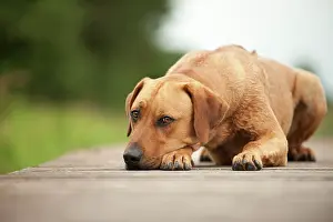 Ridgeback: Rhodesian Ridgeback mixed breed dog lying on a dock