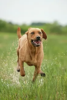Ridgeback: Rhodesian Ridgeback mixed breed dog running across
